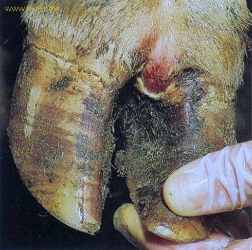 现代养羊常用疫苗及兽药