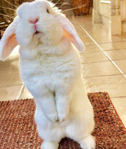 家养一只小兔子当宠物,不仅卖得一手好萌还是挖坑好手,网友:好萌