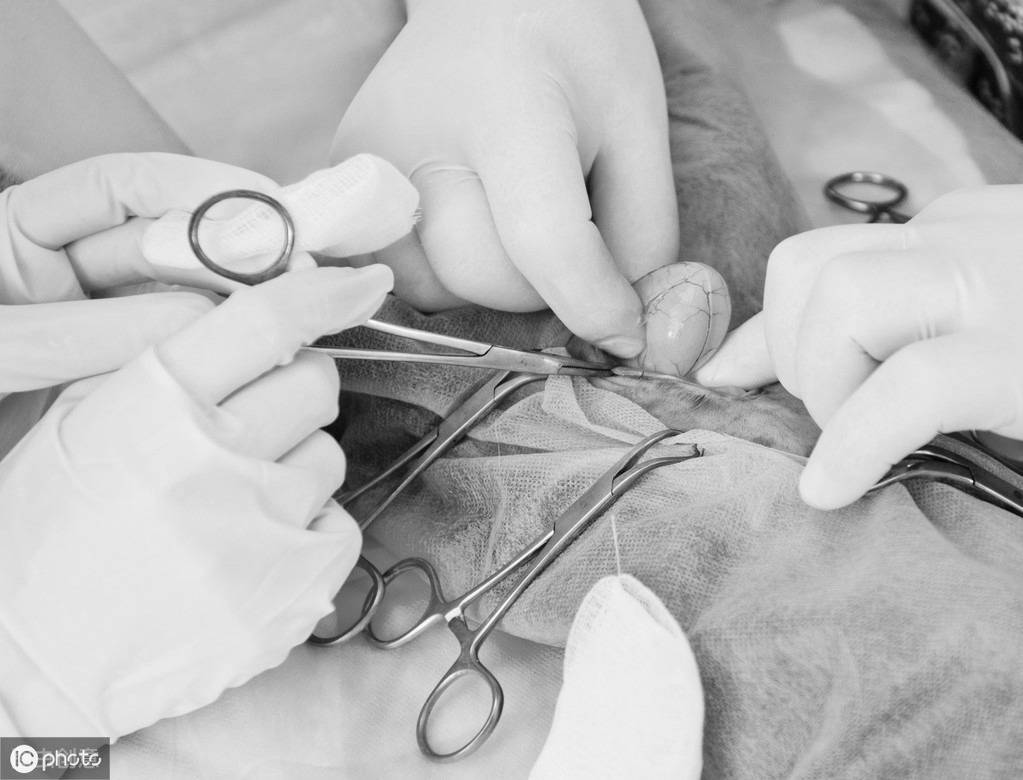 辟谣狗狗夏天做手术伤口容易感染这些因素才是伤口感染的原因