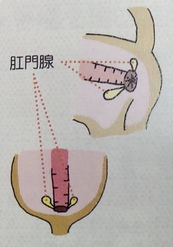 不会给狗狗挤肛门腺?教你几招,轻松解决臭味道来源