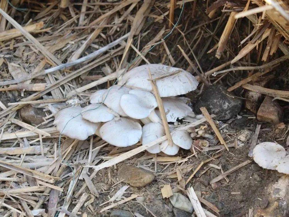 生长在废弃的稻草堆中雨后一捡一大盆儿时常吃如今已成回忆