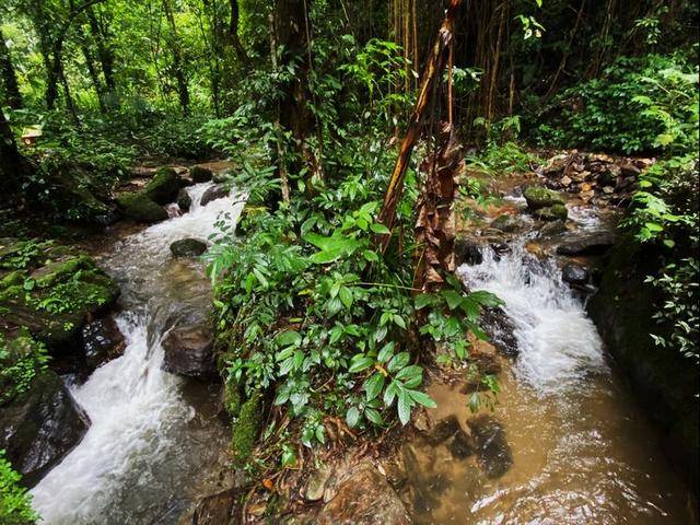 景观奇特的云南莫里热带雨林景区