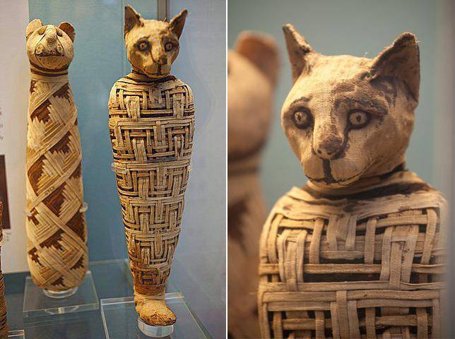 扫描揭示古埃及动物木乃伊背后的残忍:5个月大小猫被折断脖子
