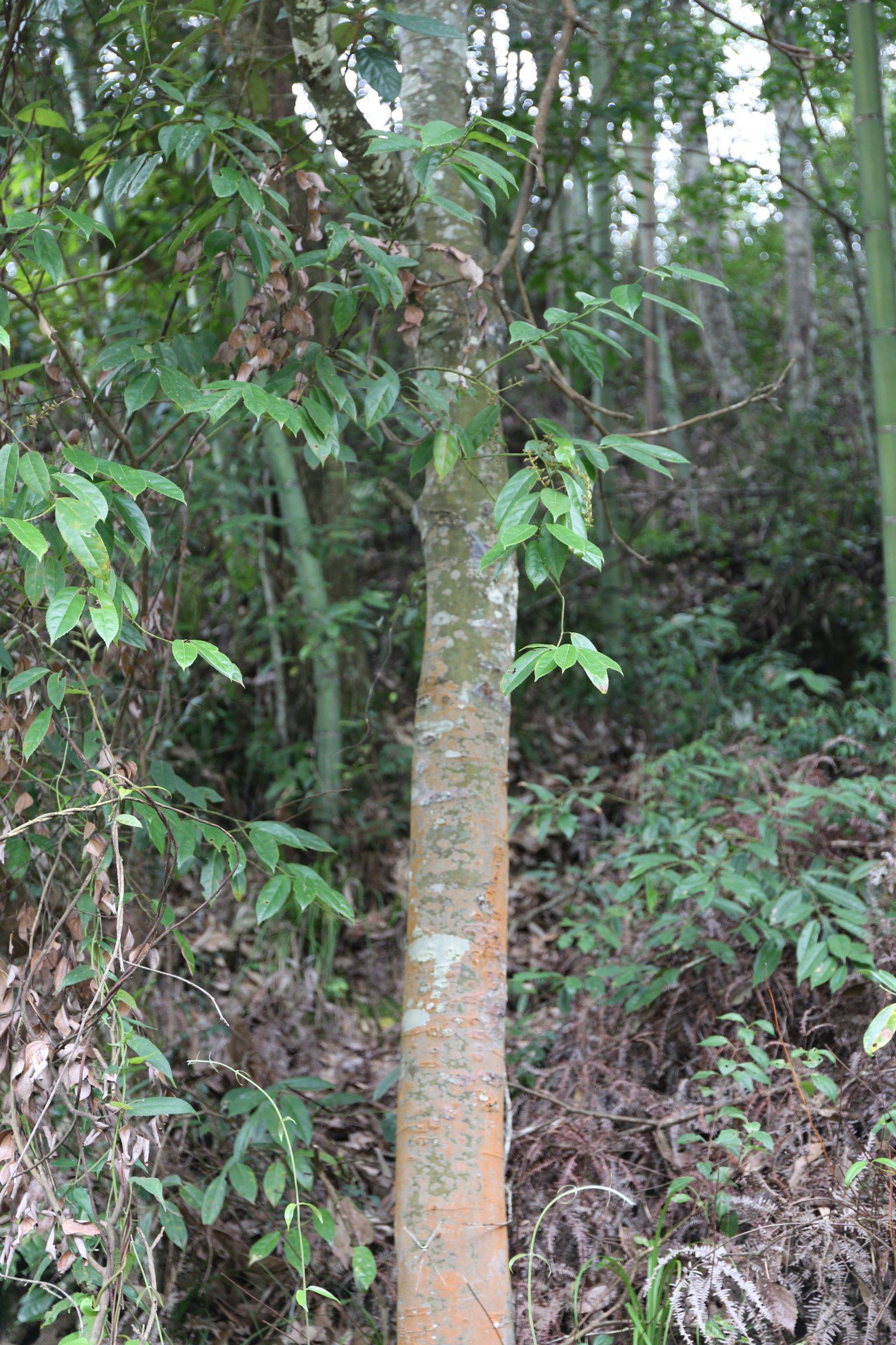 庆元植物1256-豆科-红豆属-花榈木