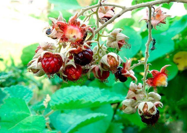 村里野果,短小精干,入口美味,但常被忽视,殊不知浑身都是价值