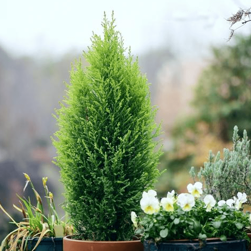 柠檬香气挺拔伟岸的香冠柏,金冠柏这么养护,叶片金黄枝干壮硕