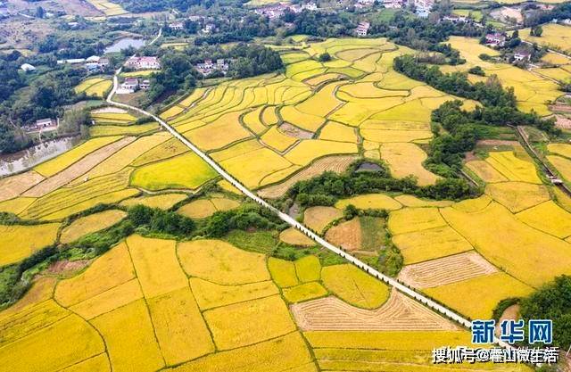 9月13日拍摄的霍山县下符桥镇三尖铺村的稻田景色(无人机照片.