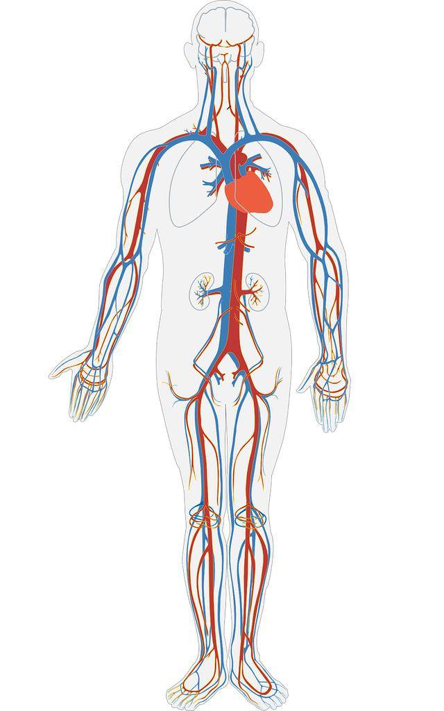 全身动脉血管图手绘版图片
