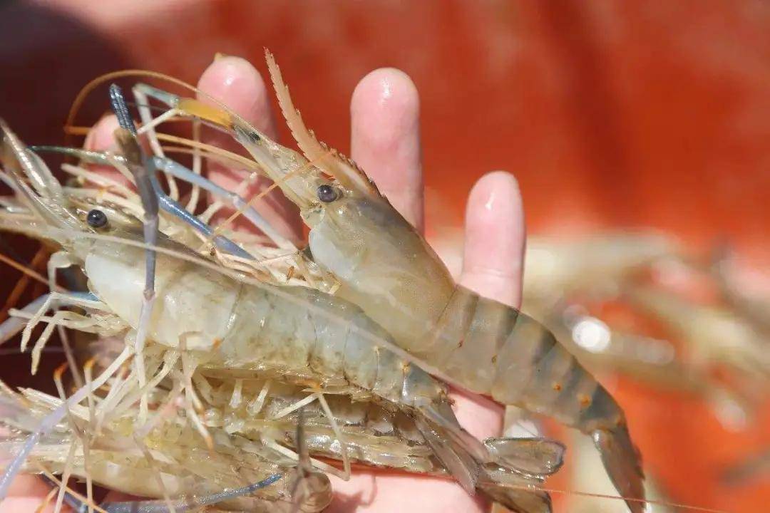 罗氏沼虾养殖单产较低如何才能提高产量养大虾养好虾呢