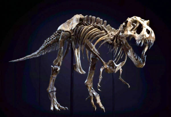 霸王龙化石长12米 骨架耗时三年复原
