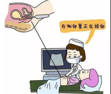 由于阴超探头小,频率高,可于阴道内做环形旋转扫查,接近盆腔器官,良好