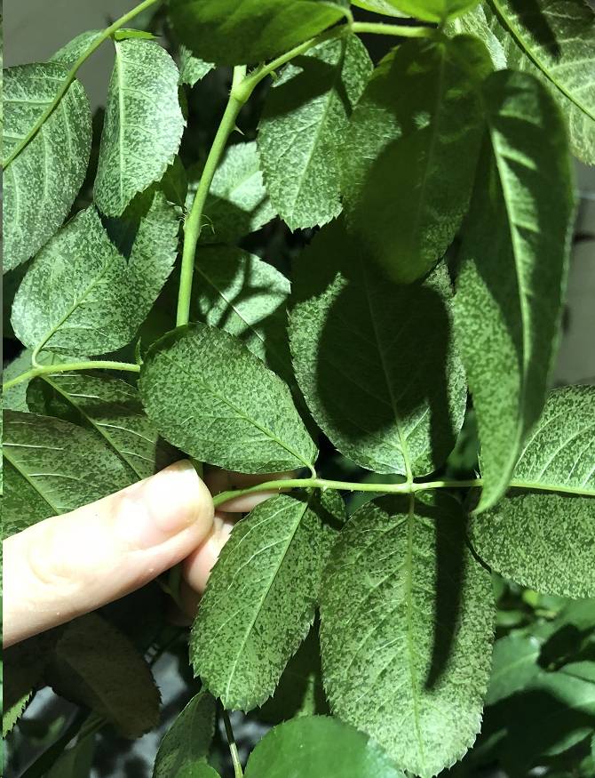 原创蓝妖太意外了月季叶片出现大量小黄斑竟是因为这个原因