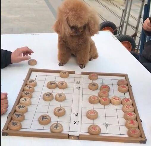 原创狗狗做象棋大赛裁判认真有耐心被称为史上最公平裁判