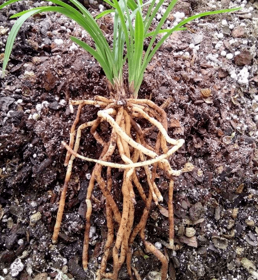 大家都知道,植物生长发芽,最先长出来的就是根系,植物根系最早萌发