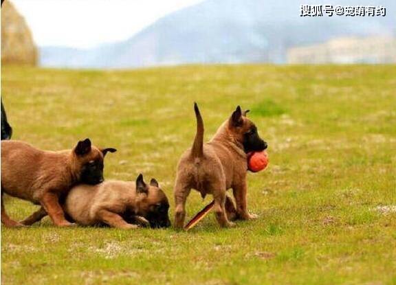 原創把挑選馬犬幼犬的基本常識分享給準備購買馬犬幼犬的朋友們