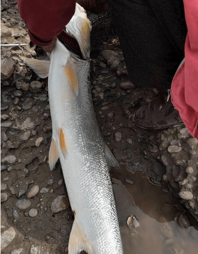 原创人称"铜头鱼",性格凶猛长得快,以前水库常见,如今千元一条