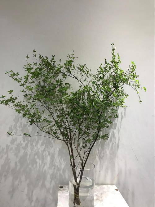 一种新颖的网红绿植名叫日本吊钟花色艳丽叶子翠绿早看早知道