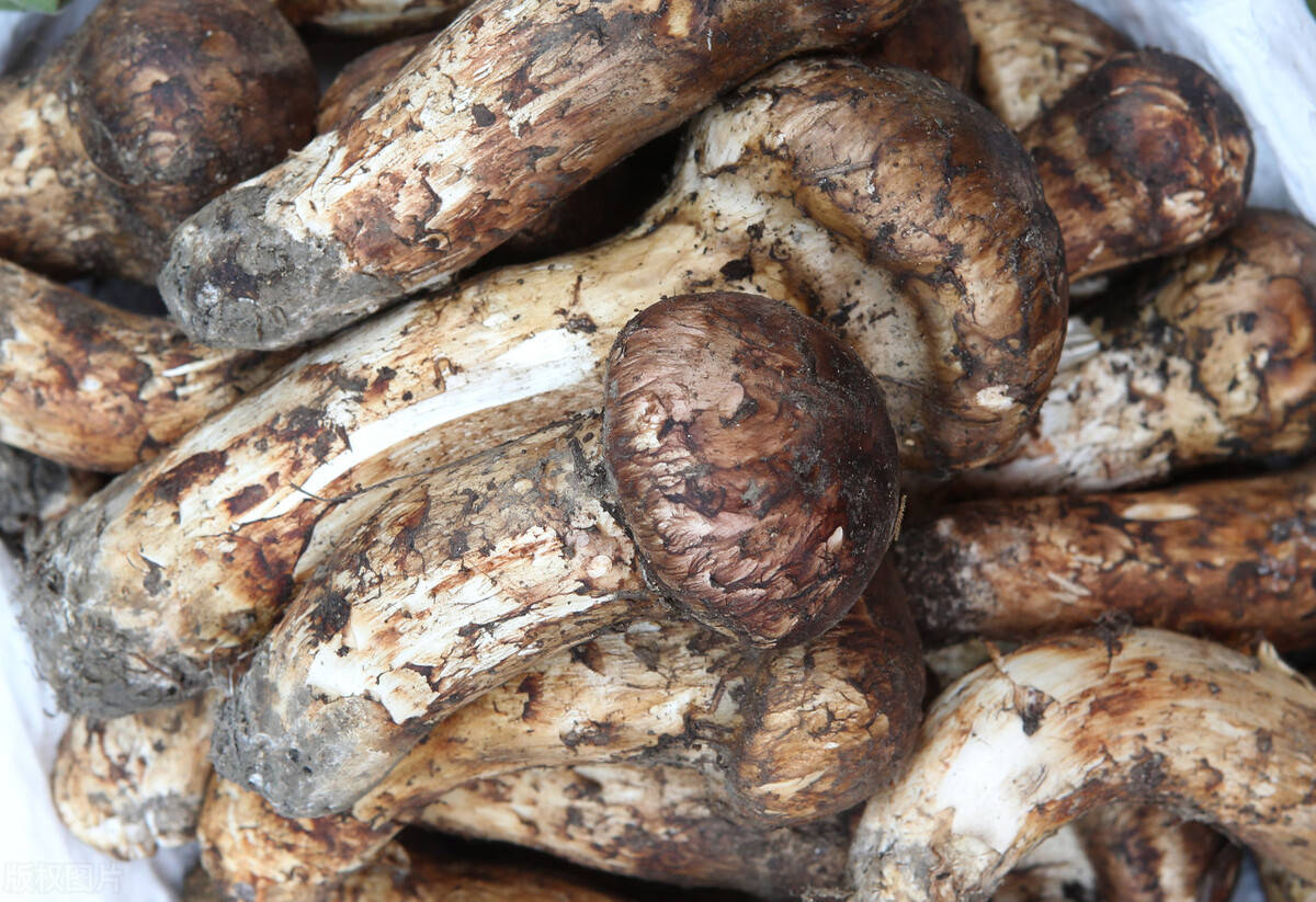 东北亚小铺五国精品推介之三延边神菌松茸