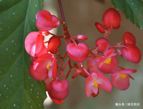 每个属相的招财花(每个属相的招财花一抹香)