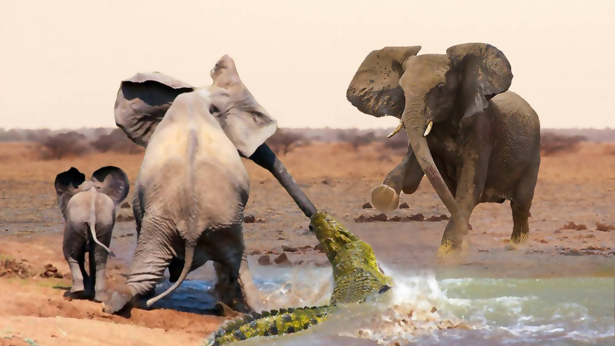 大象vs鳄鱼在饮水时大象如何逃脱鳄鱼的攻击