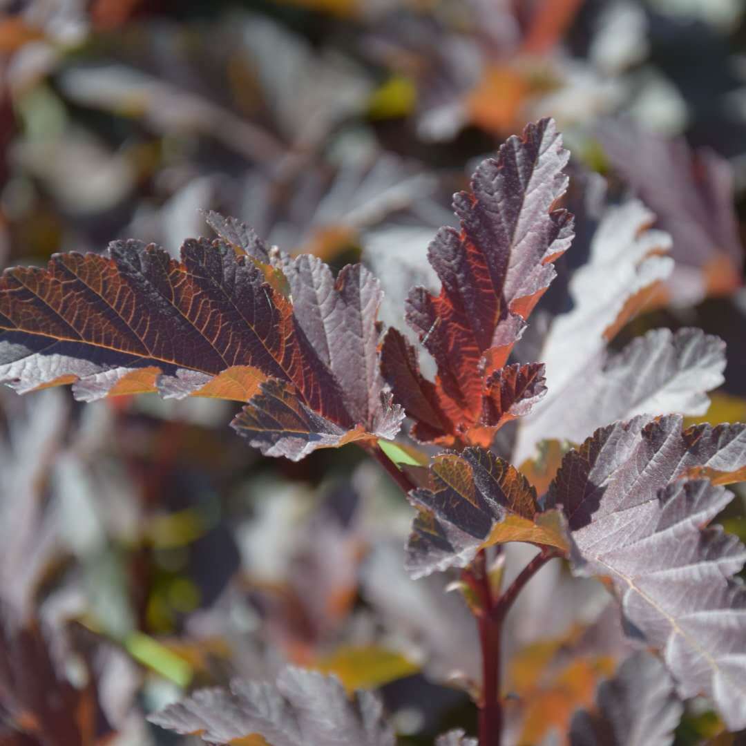小巧可爱的紫叶风箱果
