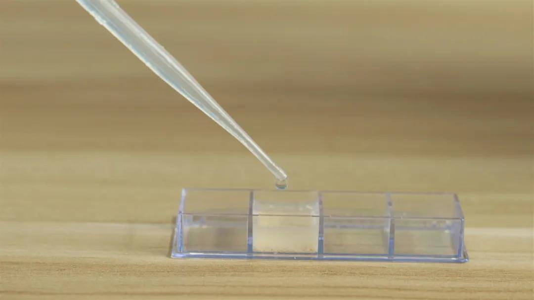 原创魔力科学小实验能做馒头的酵母菌长啥样放大1600倍给大家看看