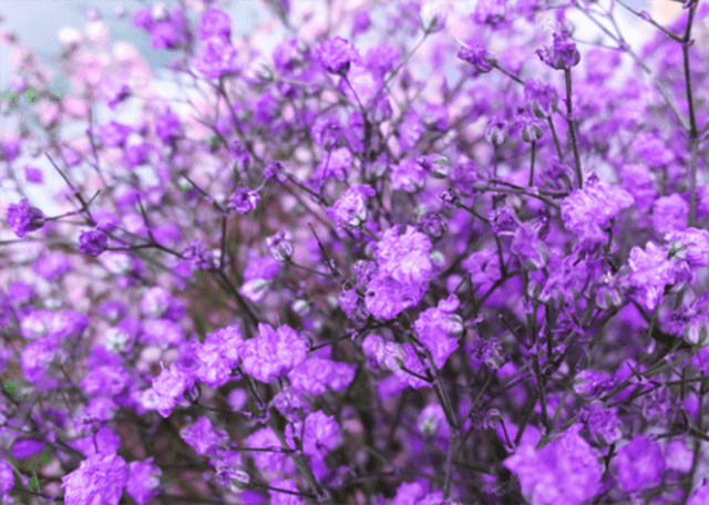 紫色山茶花花语图片