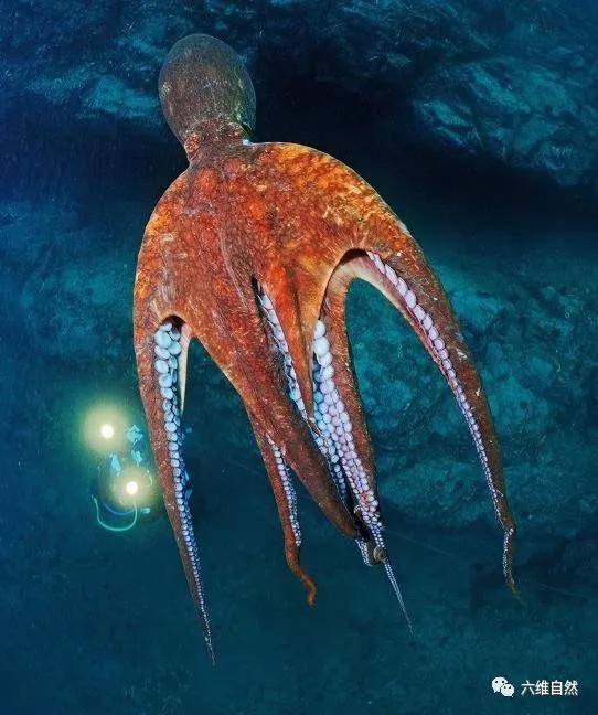 变异巨型章鱼图片