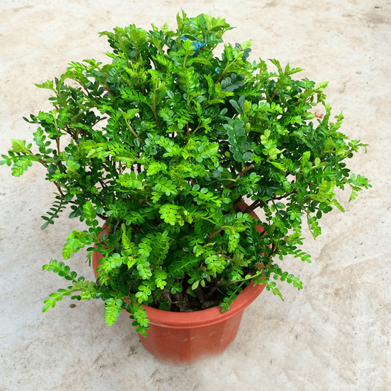 清香淡雅宁静浓绿的香香木胡椒木这么养护叶片绿翠气息悠然