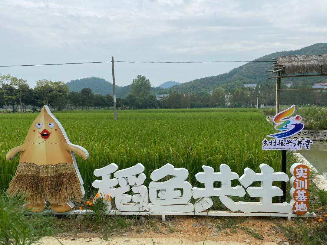 抓稻鱼,江山这个曾经被国务院嘉奖的先进大队,邀请你共掀农业建设新