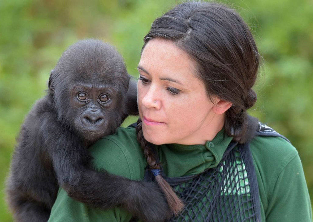 人类和黑猩猩能进行基因交流吗?