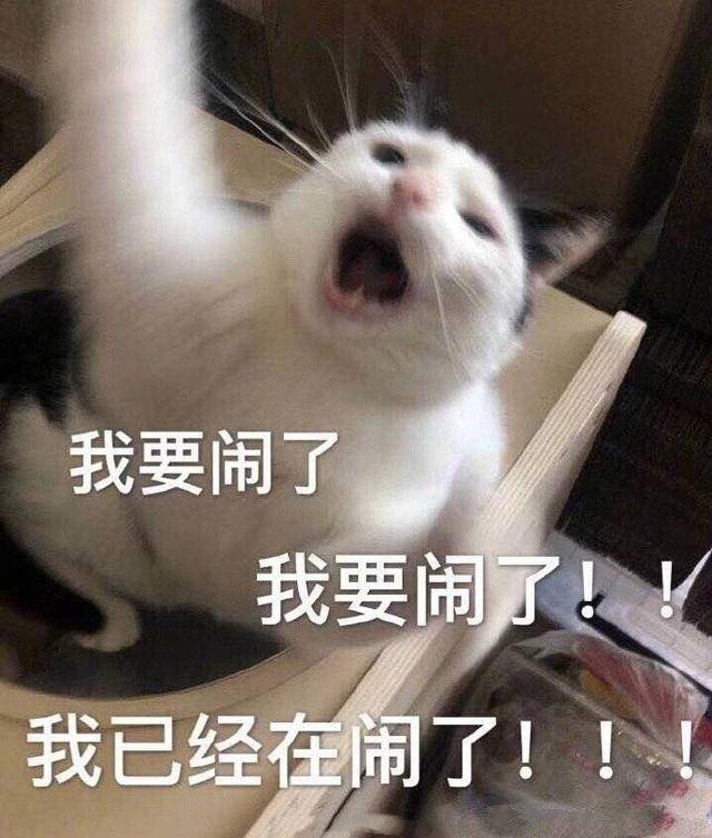 猫咪表情包合集