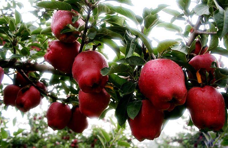 四桑家乡的花牛又熟了你不快来尝尝嘛