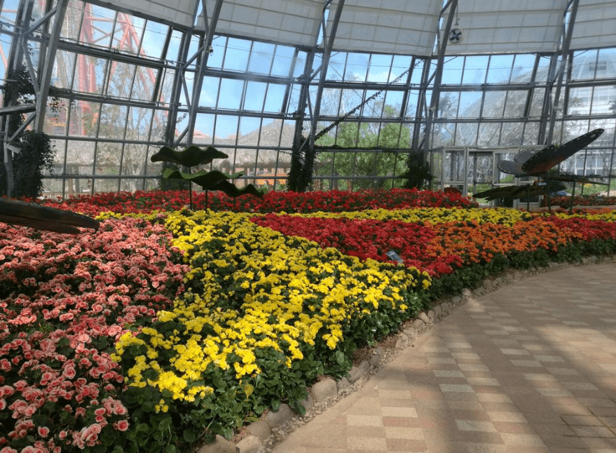 天津最大花卉种植基地图片