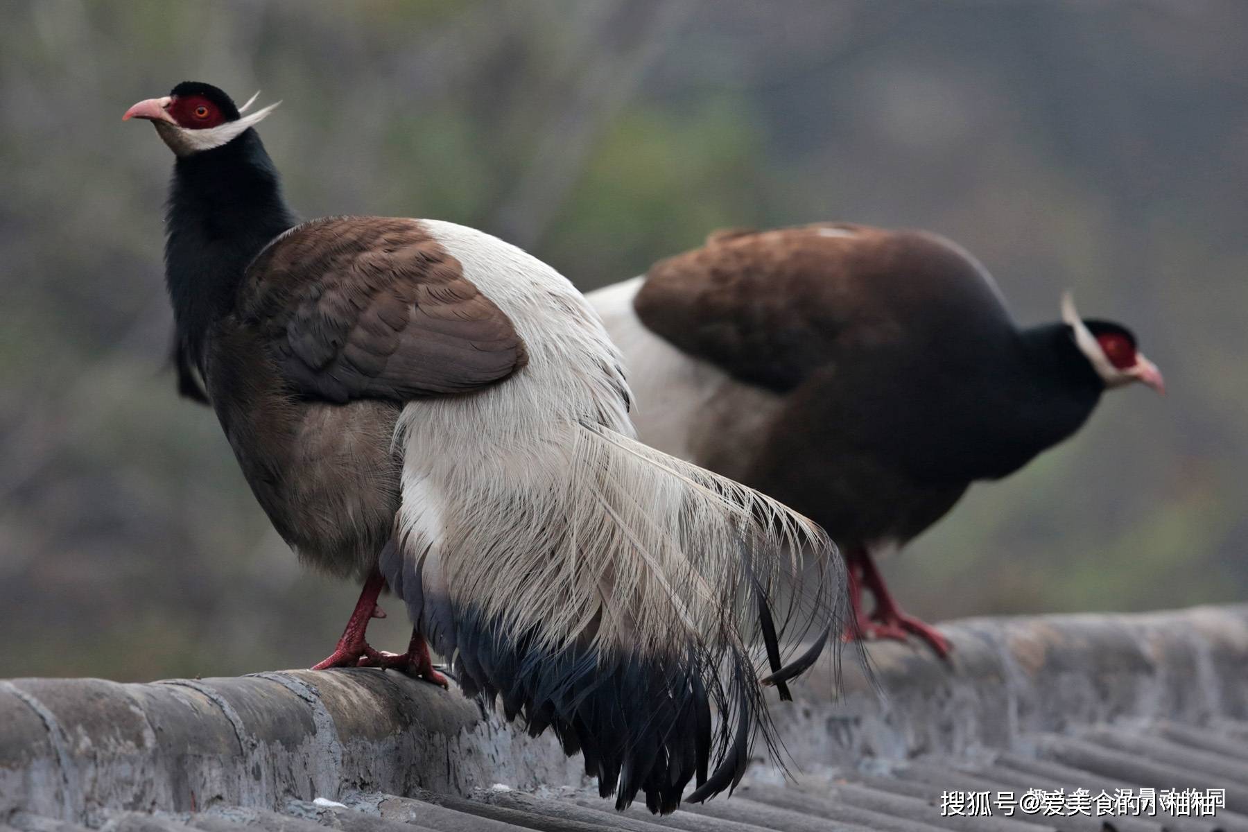 19个品种野鸡中国图片