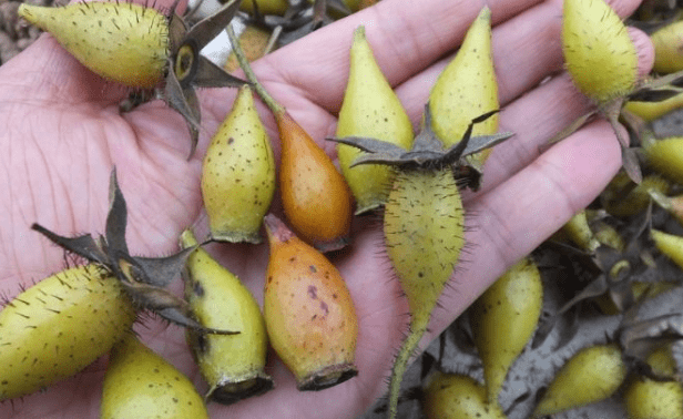 金樱子,有多个别名:刺糖梨,倒挂金钩,刺梨子,糖莺子,黄刺果,蜂糖罐,糖
