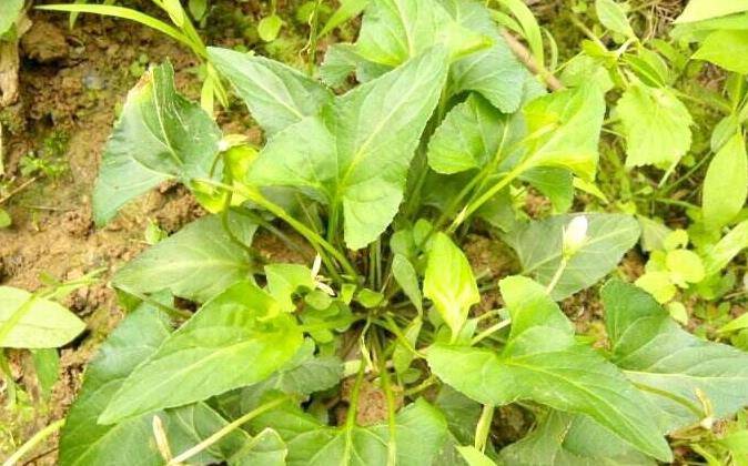 67秋季乳腺癌高发期,食用此野菜,防女性妇科病,防