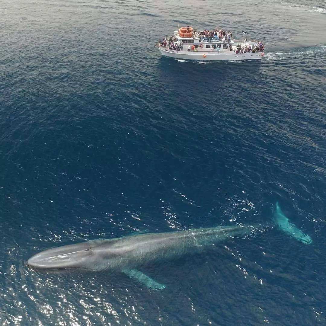 蓝鲸有多大航母比较图图片