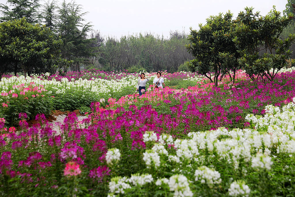 走进洛阳天囿牡丹园网红花海欢乐节