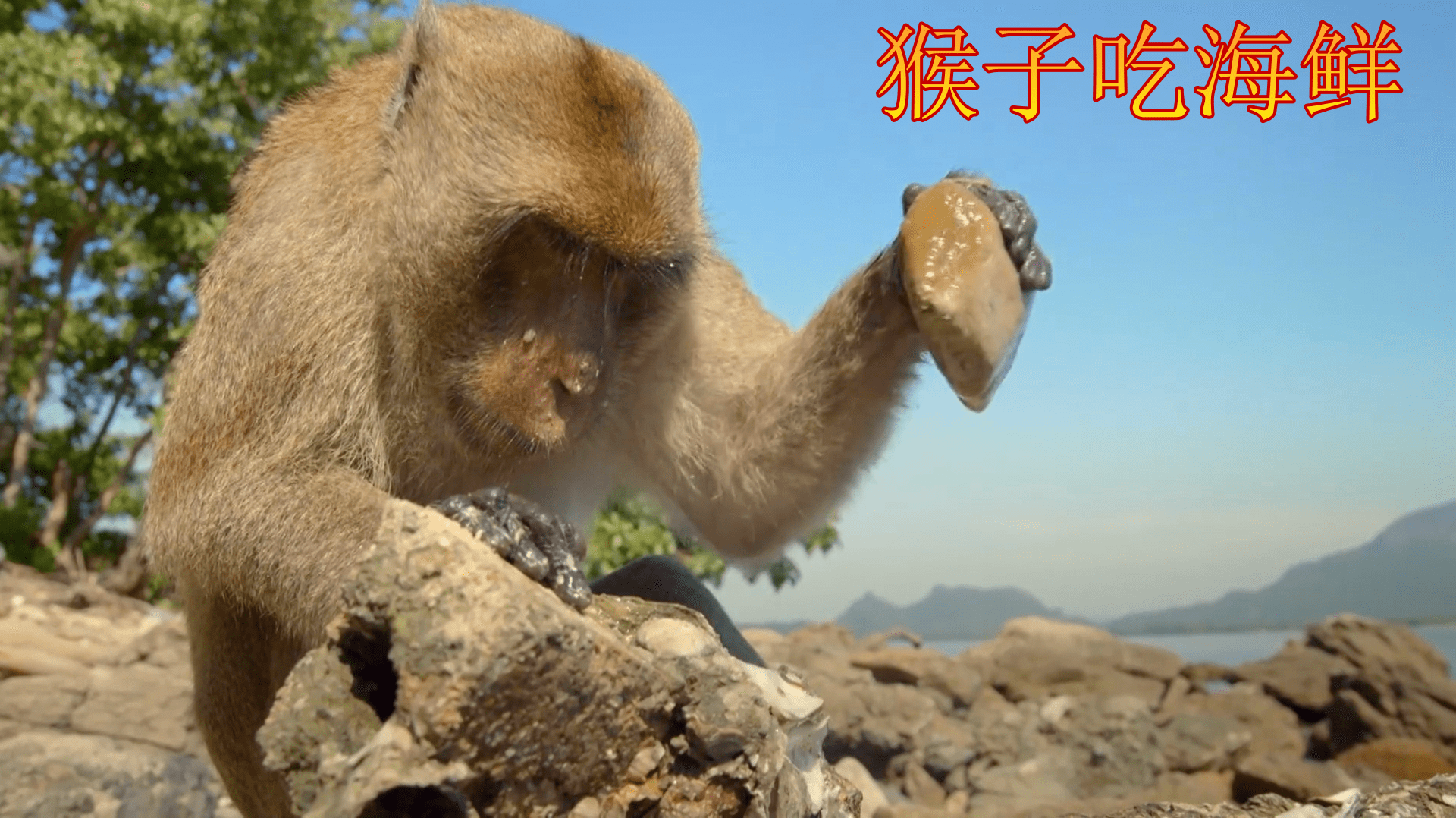 在海边的猴子巧妙的用石头当做工具获取美味的贝壳生蚝等海鲜