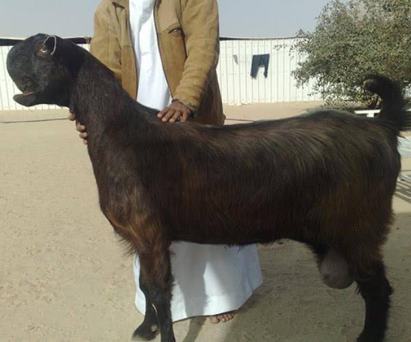 新疆大马士革山羊图片