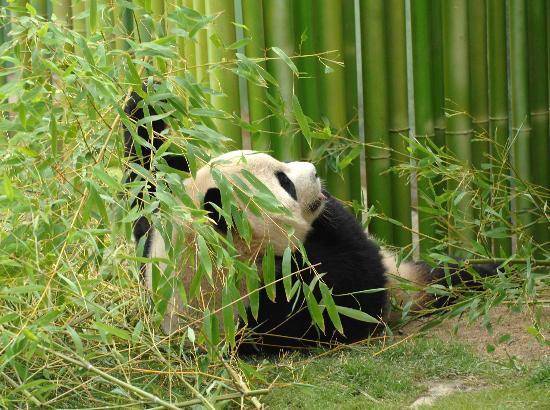 集三省文化于一身_熊猫