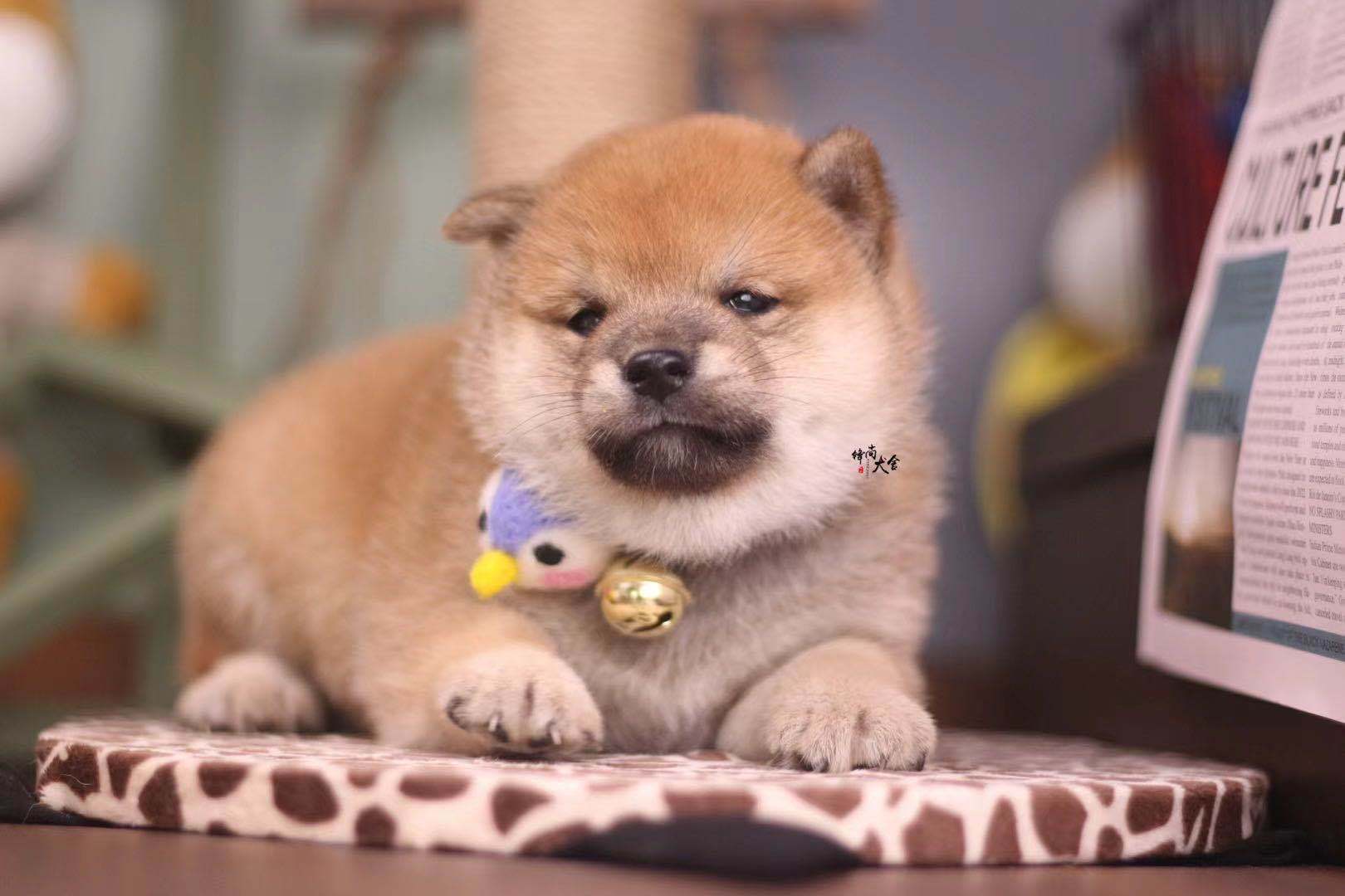 柴犬的一生(三):之成年柴犬,需要注意哪些饲养方法?