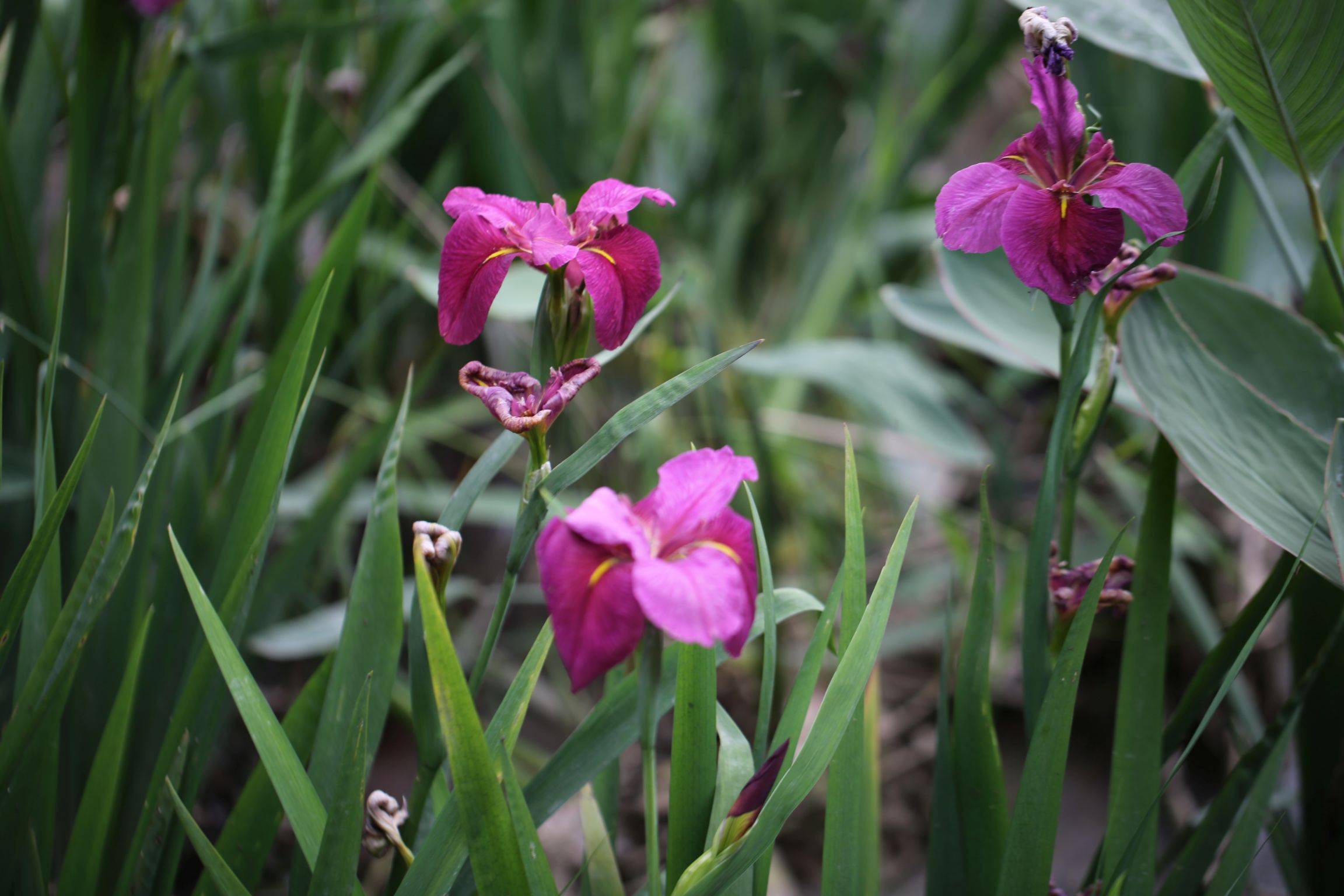 庆元植物1272-鸢尾科-鸢尾属-路易斯安娜鸢尾