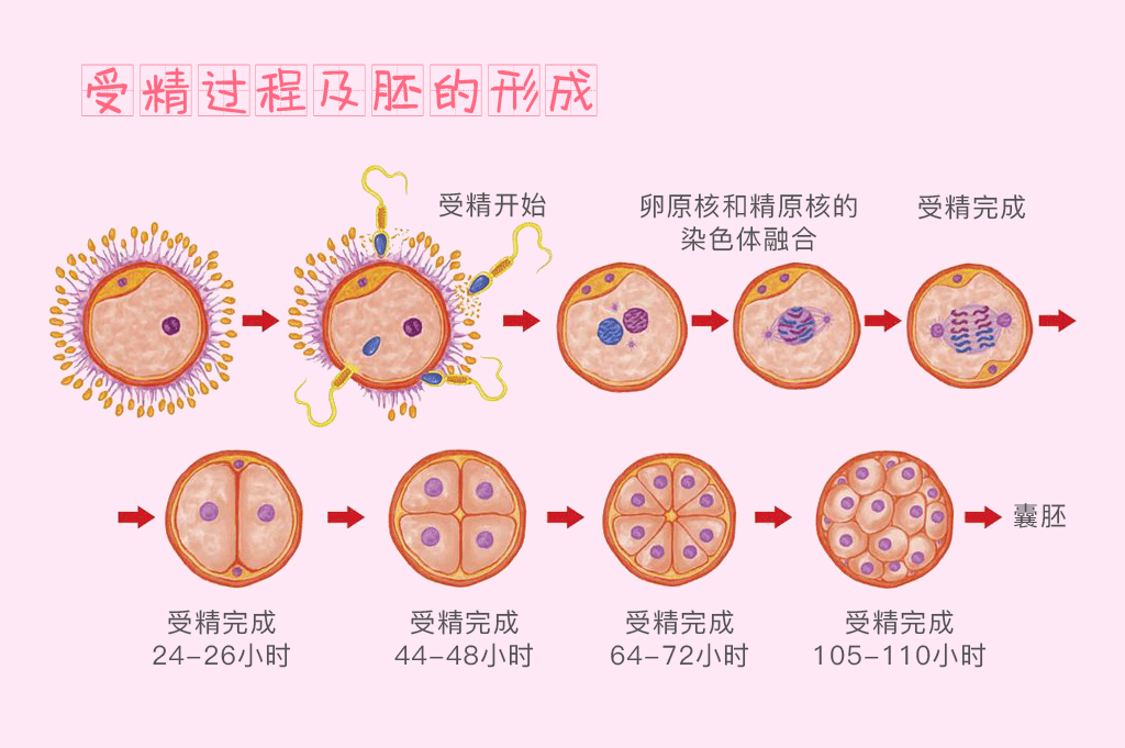 什麼樣的胚胎才算優質胚胎