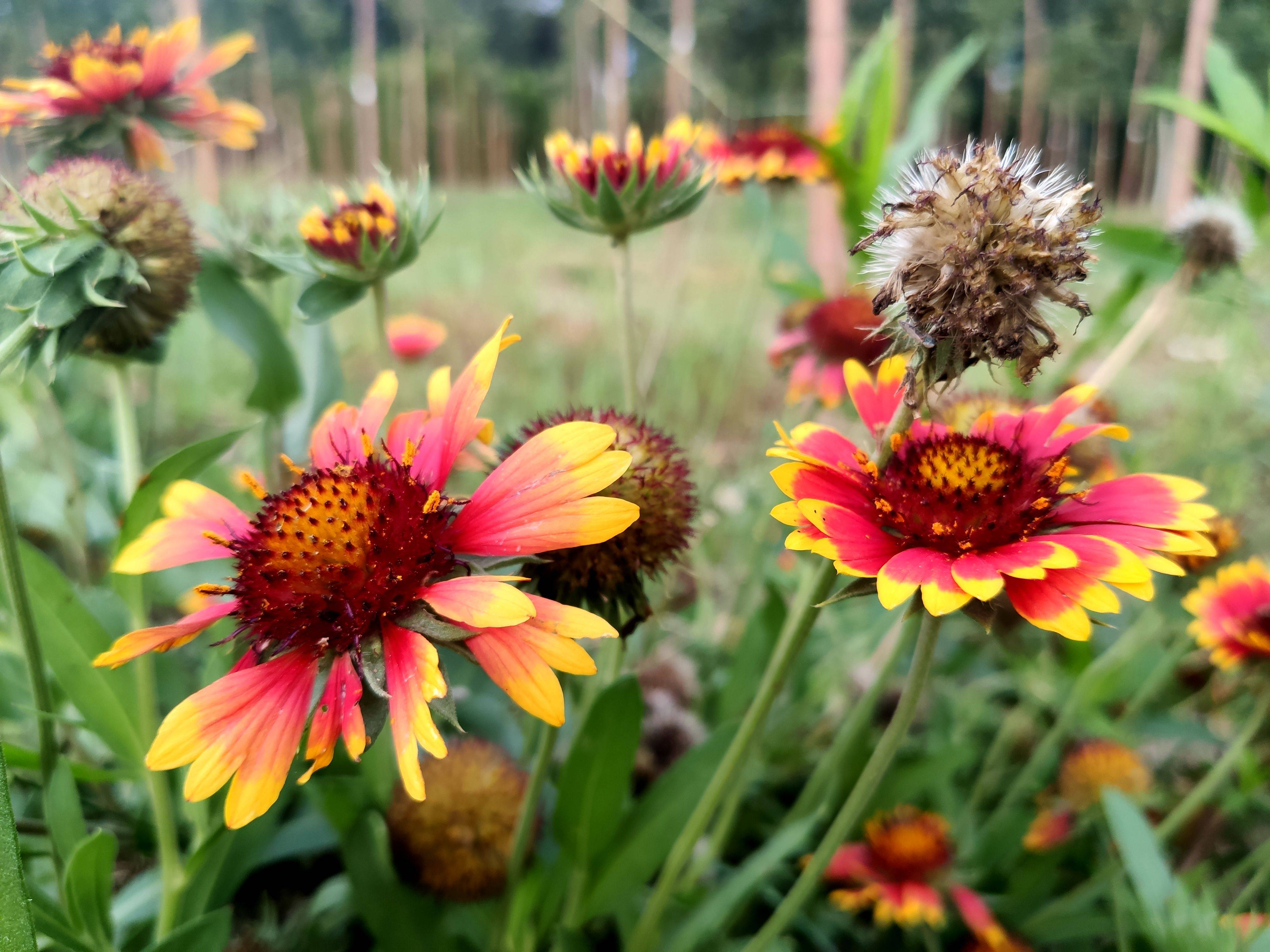 米9手机记录的漂亮花卉——矢车天人菊