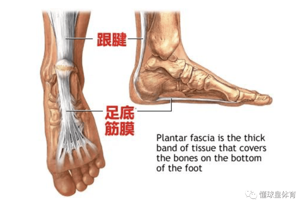 足底筋膜撕裂平均需要休息13場比賽才能復出德拉季奇復出難