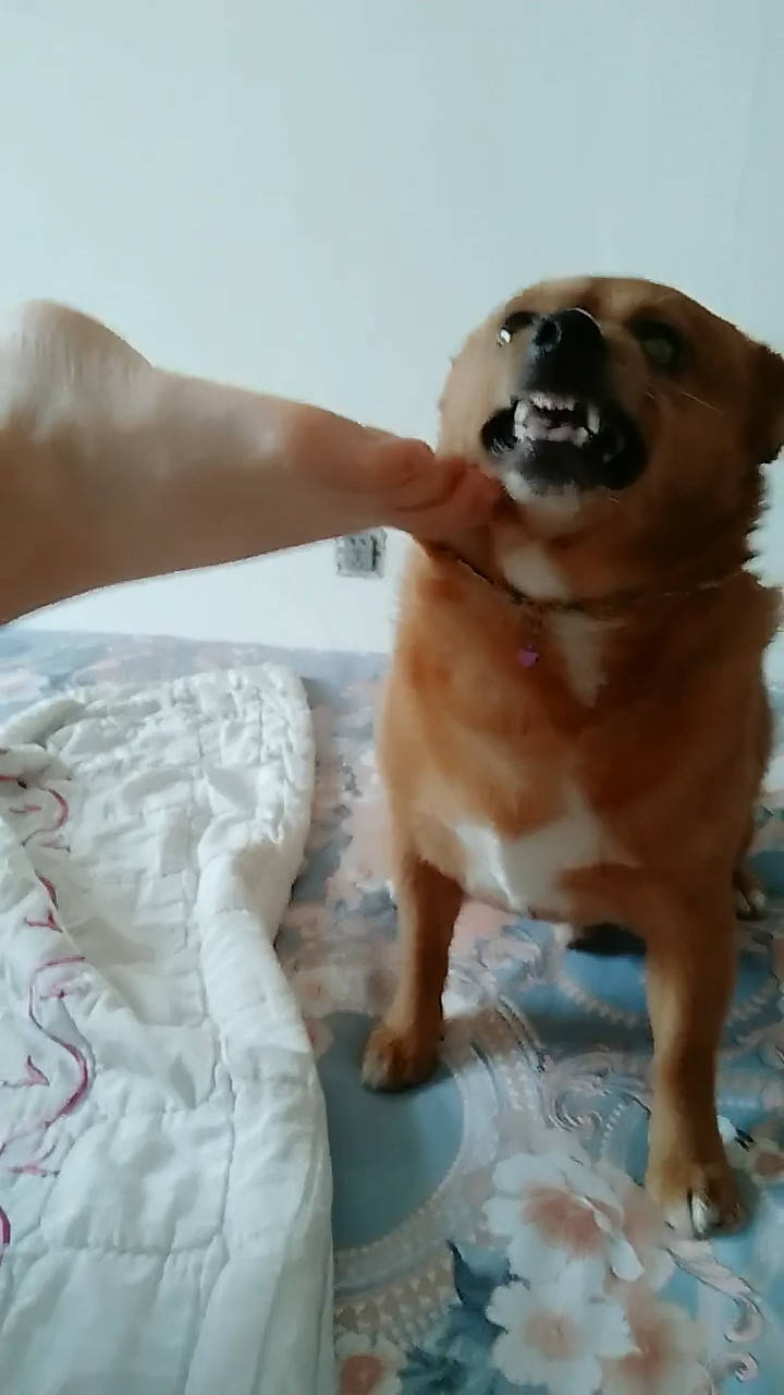 原创主人把臭脚丫给狗闻狗狗闻后变成这样子主人表示不敢再作