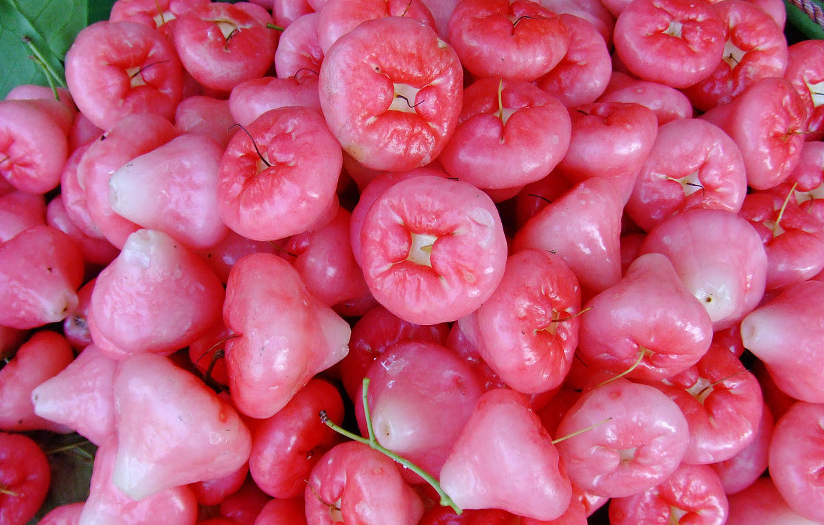 亩产万斤,北方卖高价,南方掉一地没人要,吃过的人并不多_莲雾