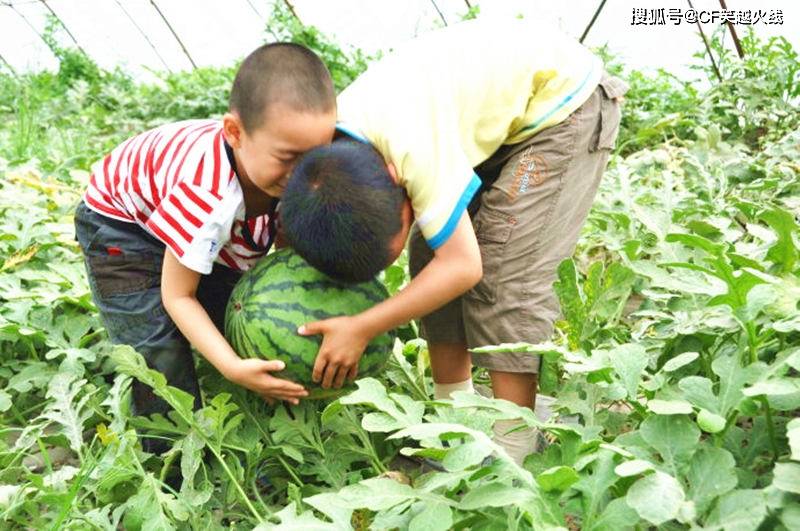 爆笑小故事,偷西瓜被老大爷的大狗发现,逃跑时意外掉进了粪坑